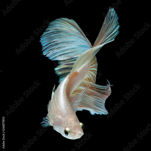 Betta Siamese Fighting Fish