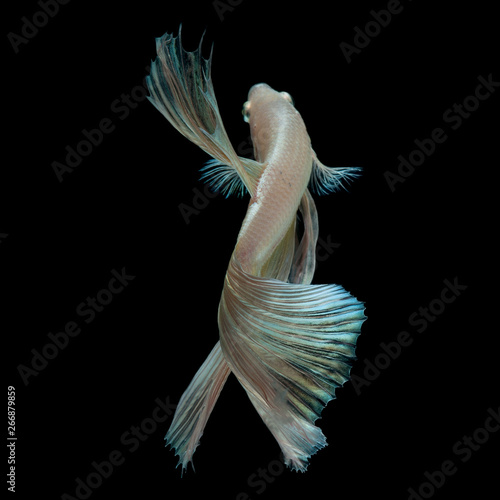 Betta Siamese Fighting Fish