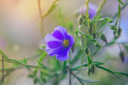 flowering flax plant against the sky.