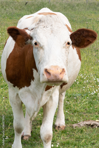 Portrait of Brown and white cow against green grass background