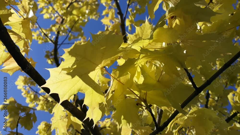 Close up: yellow maple leaves on a tree. In the background, audible are birds chirping and the cars noise - 6 Close up: yellow maple leaves on a tree. In the background, audible are birds chirping and the cars noise - 6