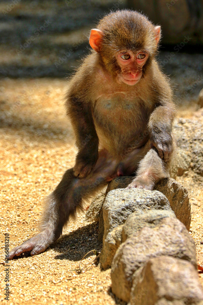 Naklejka premium Beppu, Japan