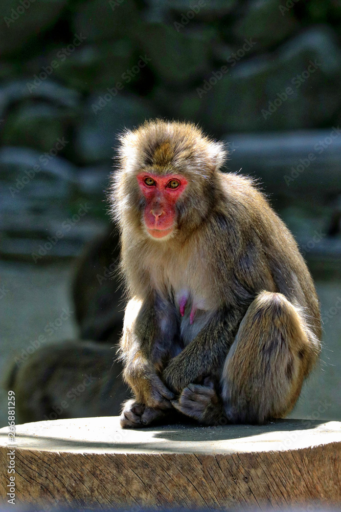 Fototapeta premium Beppu, Japan