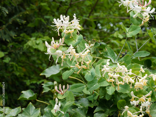 Etruscan honeysuckle (Lonicera etrusca) a species of fragrant honeysuckle with white, yellow and purple flowers 