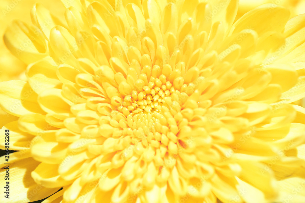 Shoot chrysanthemums up close Shoot chrysanthemums up close