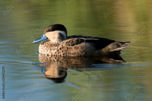 Sarcelle hottentote,.Spatula hottentota, Hottentot Teal photo