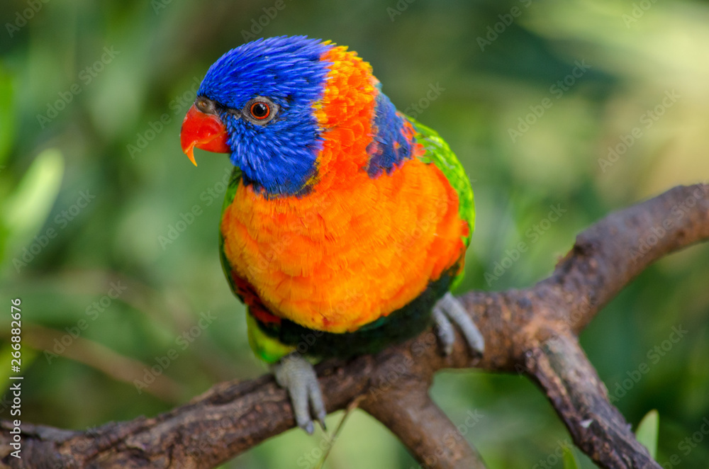 Beautiful parrot sitting on a branch