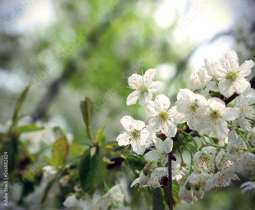 Branch of a beautiful spring tree
