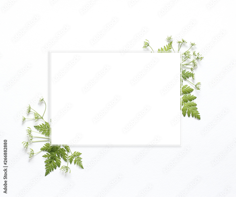 Green leaves with white square frame place for text isolated on white background