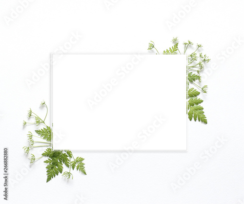 Green leaves with white square frame place for text isolated on white background