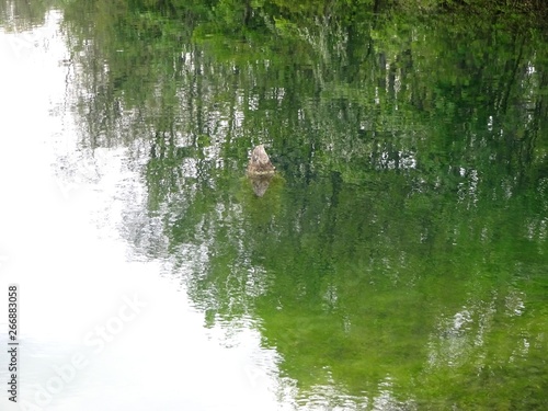 Lake with waves and trees on the shore