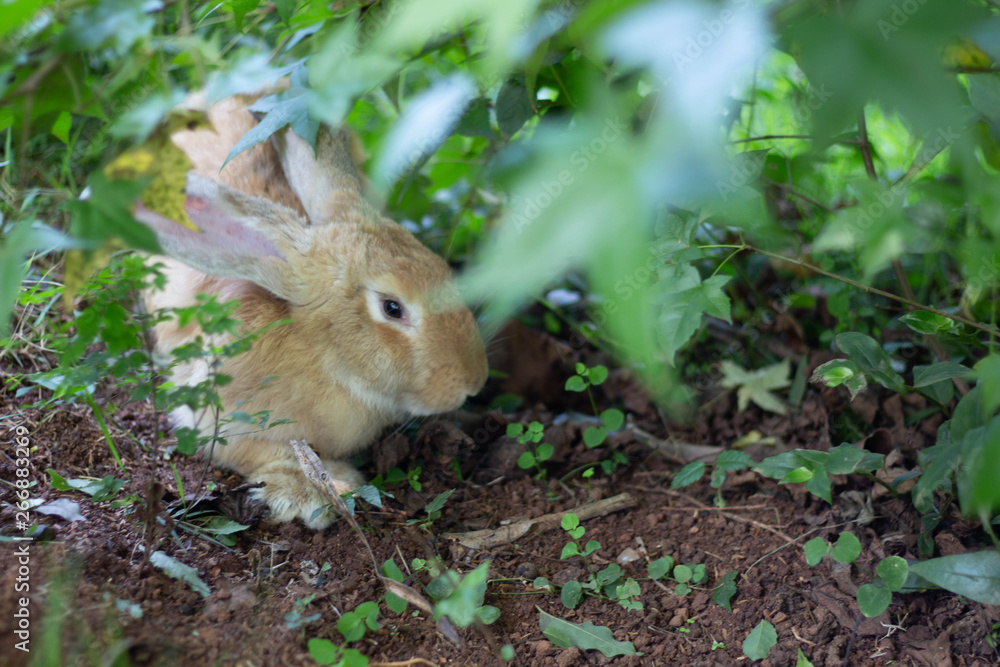 Fototapeta premium Beautiful rabbit