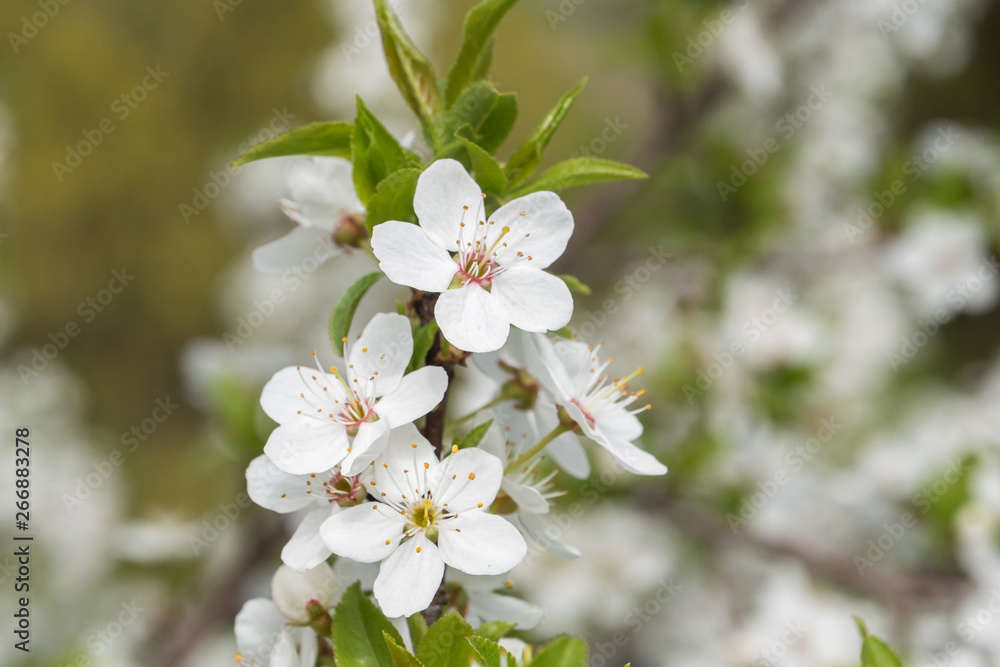 Cherry branch in a beautiful white blooming. Cherry branch in a beautiful white blooming.