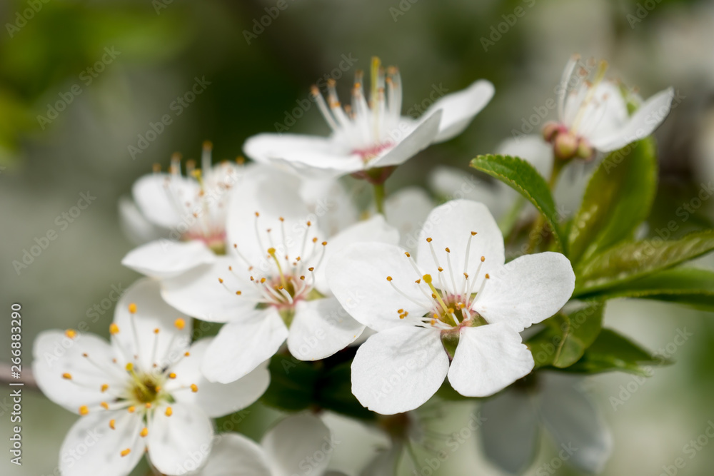Fototapeta premium White cherry flowers spring bloom. Close up artistic shot