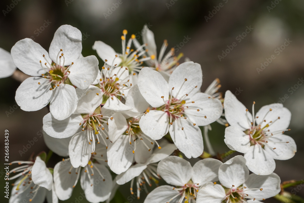 Cherry branch in a beautiful white blooming. Cherry branch in a beautiful white blooming.