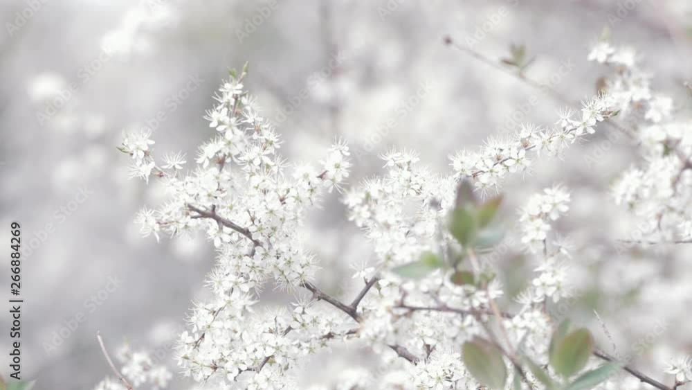 Spring flowers and honeysuckle - Slow motion (captured in 59.94 fps) Spring flowers and honeysuckle - Slow motion (captured in 59.94 fps)