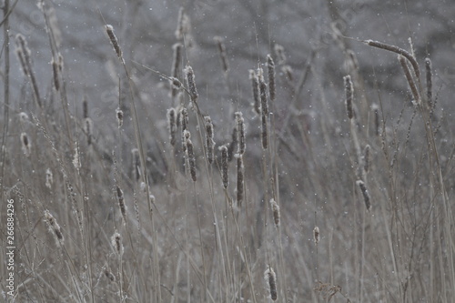 Wallpaper Mural bullrushes in winter Torontodigital.ca