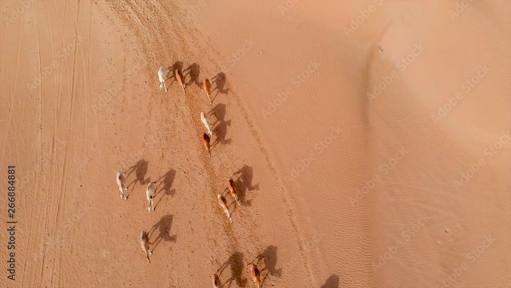 Aerial Drone Shot of a big Camel herd crossing the hot sandy Arabian desert accompanied by a herder Aerial Drone Shot of a big Camel herd crossing the hot sandy Arabian desert accompanied by a herder
