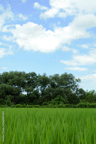 Green paddy rice field and blue sky.