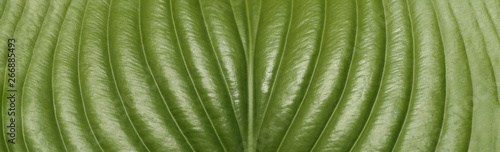 Green leaf closeup background use us space for text or image backdrop design.