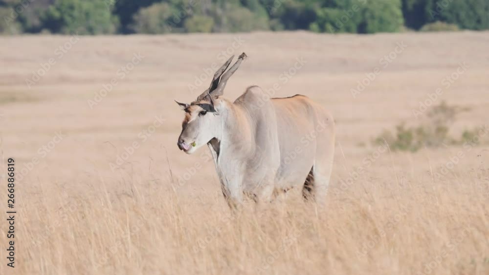 a slow motion clip of a common eland bull standing at masai mara game reserve in kenya, africa- originally recorded at 180p a slow motion clip of a common eland bull standing at masai mara game reserve in kenya, africa- originally recorded at 180p