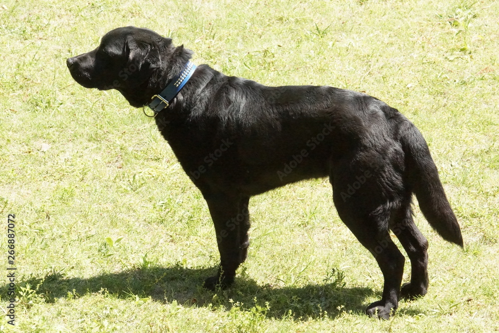 Labrador retriever is standing Labrador retriever is standing