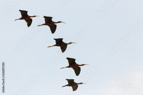 Flock of glossy ibises flying in the sky, over Lake Koronia, Greece
