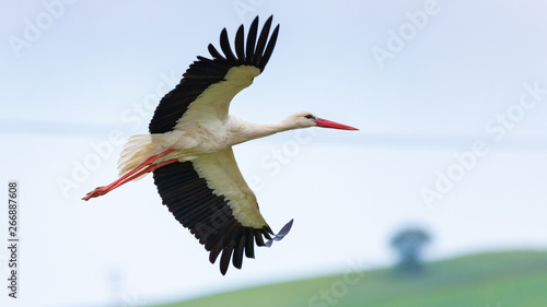 Close-up of a white stork flying over the meadows in Rodopi, Greece