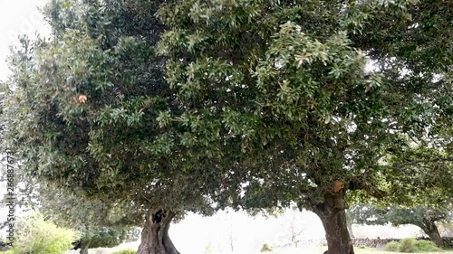 Leccio trees, Supramonte, Orgosolo, Sardinia, Italy 
