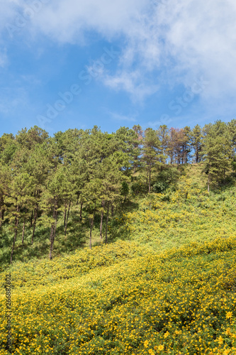 Tree marigold field is blooming on the high mountain.