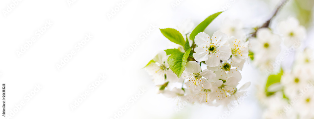 Soft tender springtime invitation background. Fruit tree blossoming branch white petal flowers. Spring garden floral frame. Shallow depth of field, macro view. Copy space