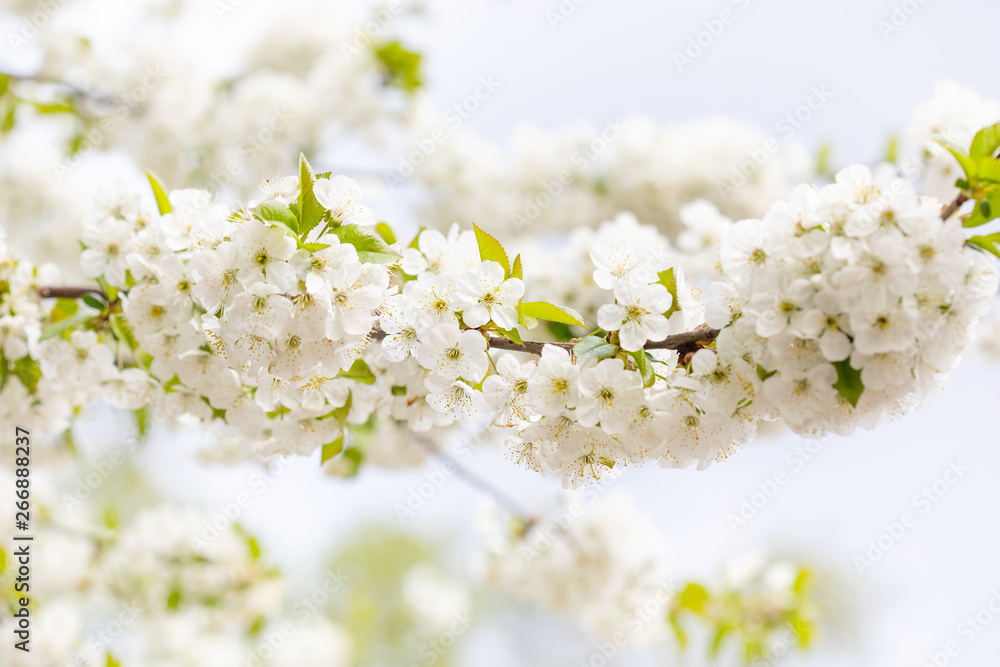 Branch of a flowering tree with hundreds of white petal blossoms. Tender springtime garden landscape background, blurred bokeh. Shallow depth of field
