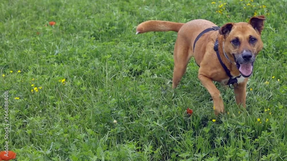 Very happy brown dog on the meadow at springtime Very happy brown dog on the meadow at springtime