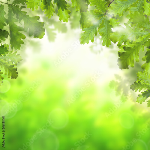 Green spring background with green oak leaves