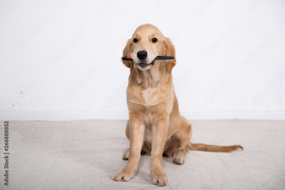 retriever puppy clean teeth retriever puppy clean teeth