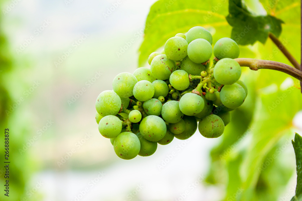 Weintrauben an der Mosel Weintrauben an der Mosel