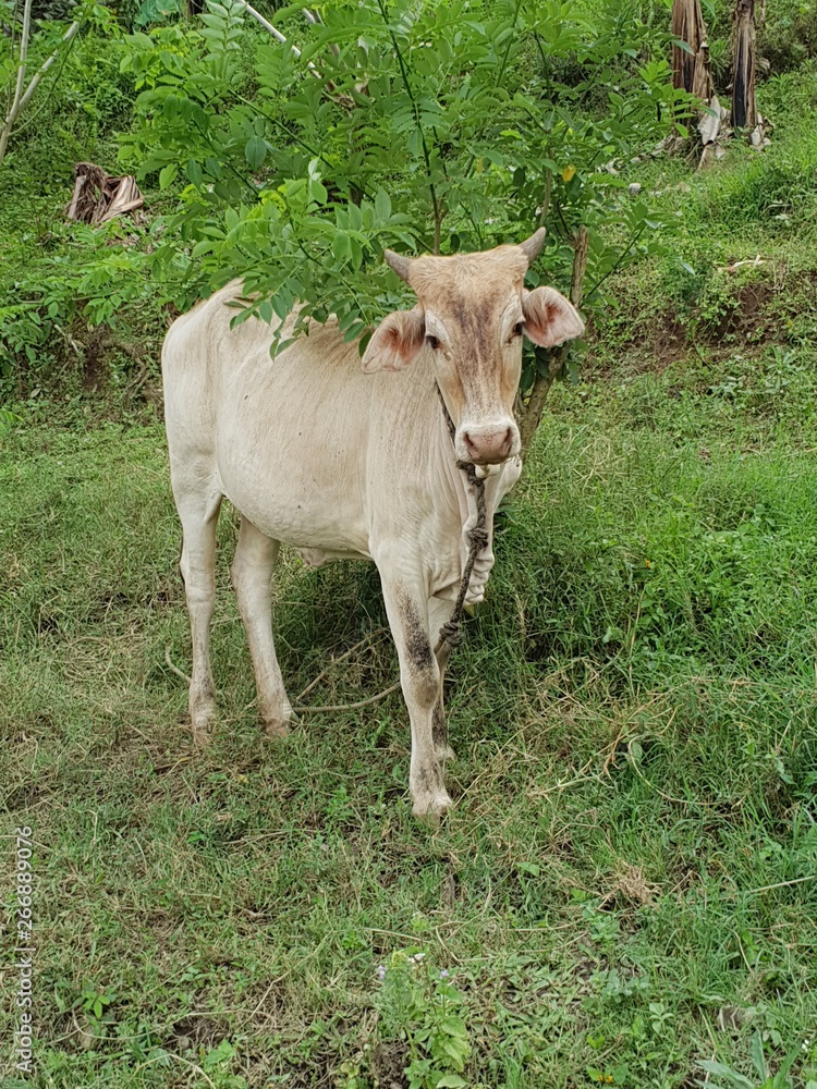 Fototapeta premium Domesticated white cow in Philippines