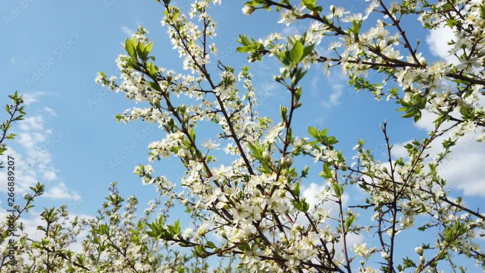 Blooming branches of plum trees swaying in the wind in a sunny day in the spring against the blue sky Blooming branches of plum trees swaying in the wind in a sunny day in the spring against the blue sky