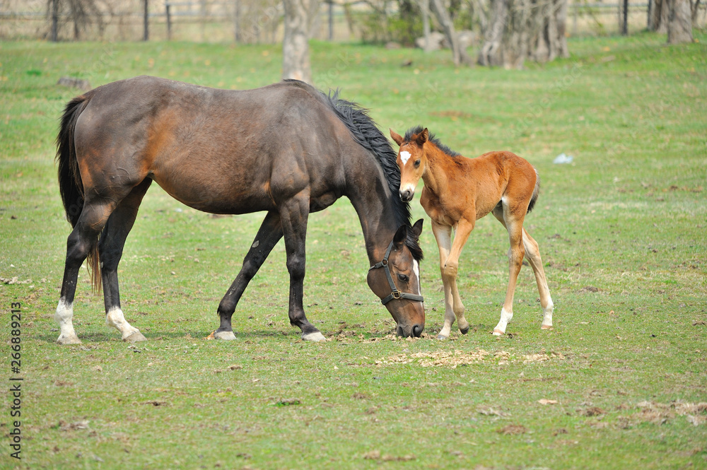 Obraz premium サラブレッドの親子