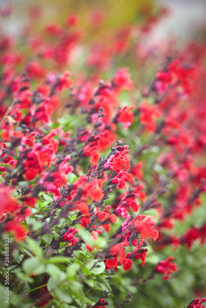 Beautiful red flowers in a garden of Spain
