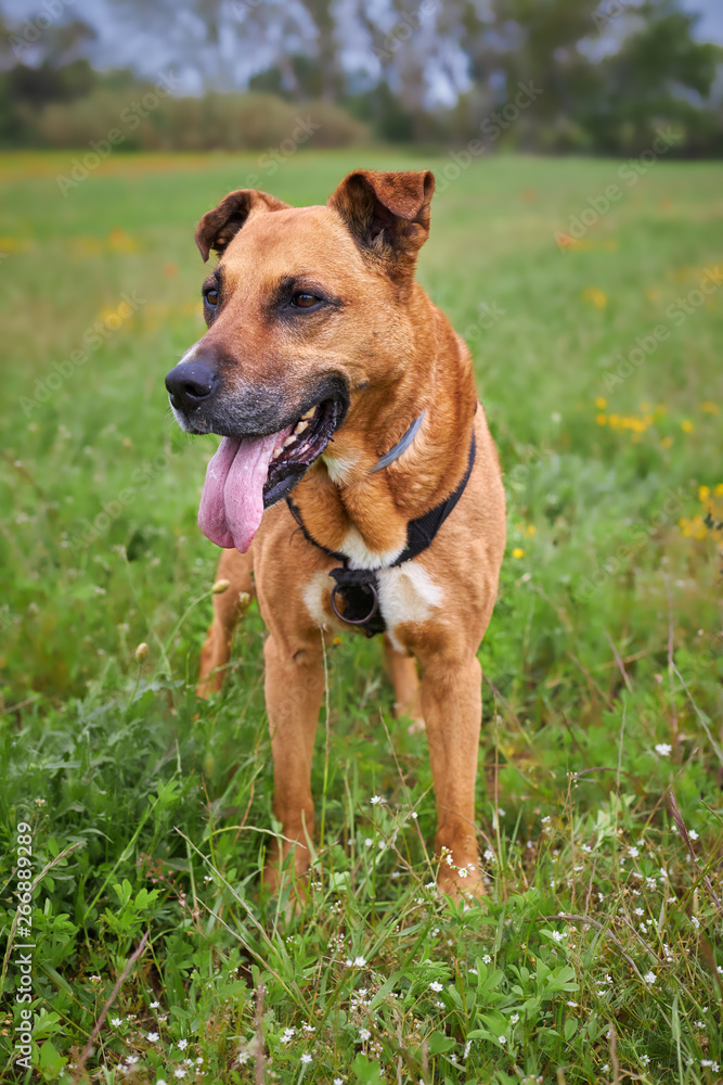 Brown dog on the meadow at springtime