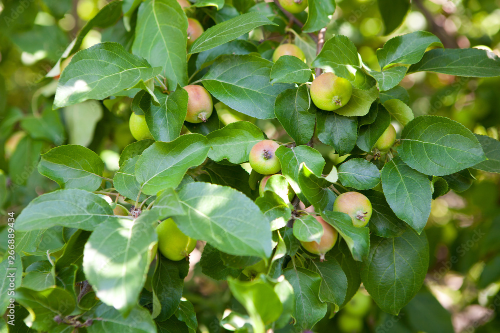 Fototapeta premium Apples hanging from a tree branch in an apple orchard