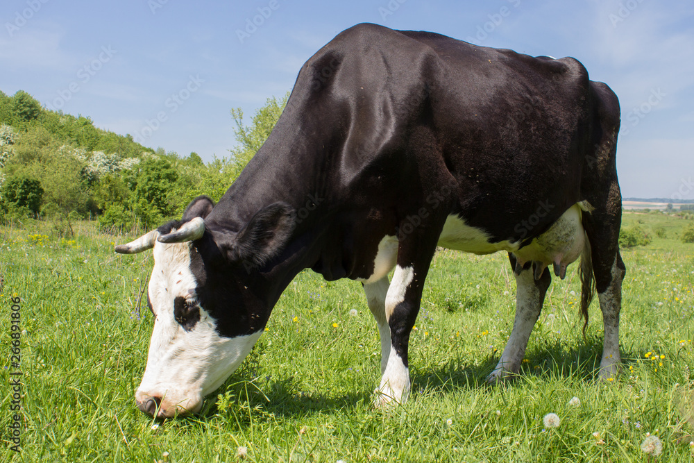 cow on grass in the summer,A big black and white cow is caught in the field of a low angle photo