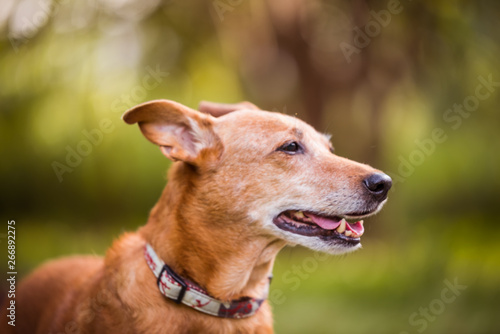 portrait of a dog