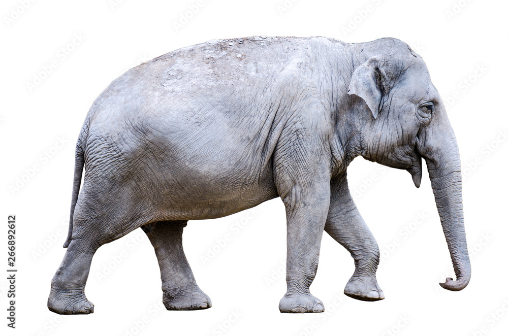 Obraz premium one asian elephant (Elephas maximus) on white background