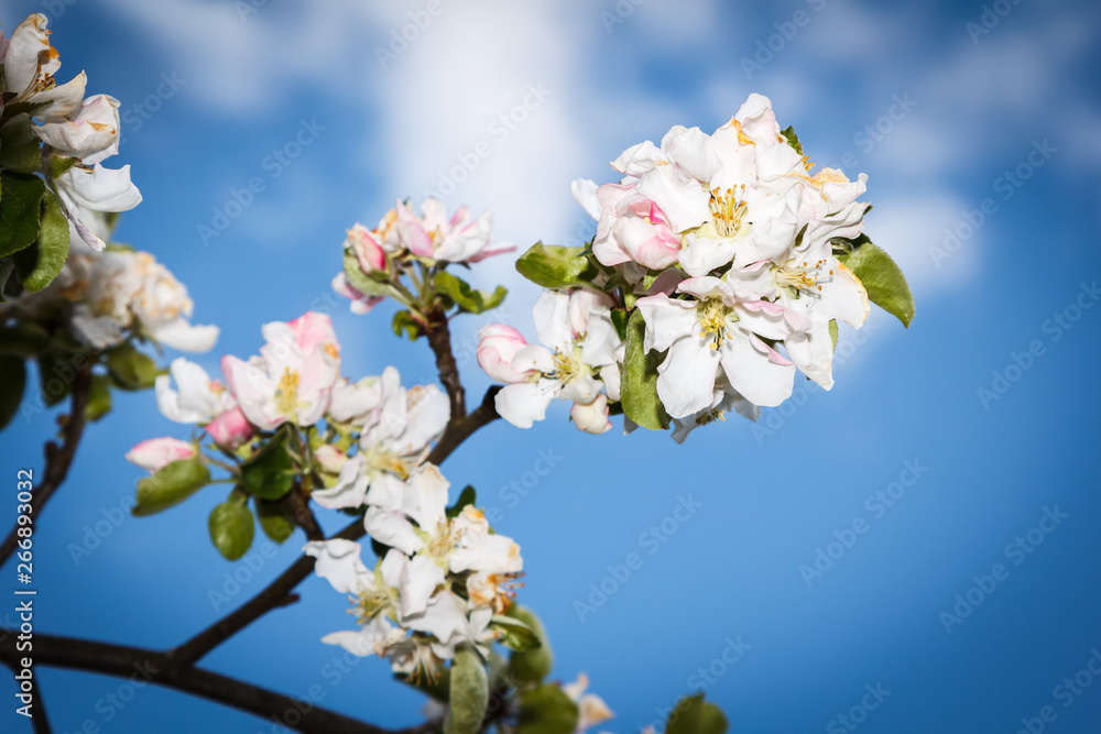 blossom apple tree on blue sky background