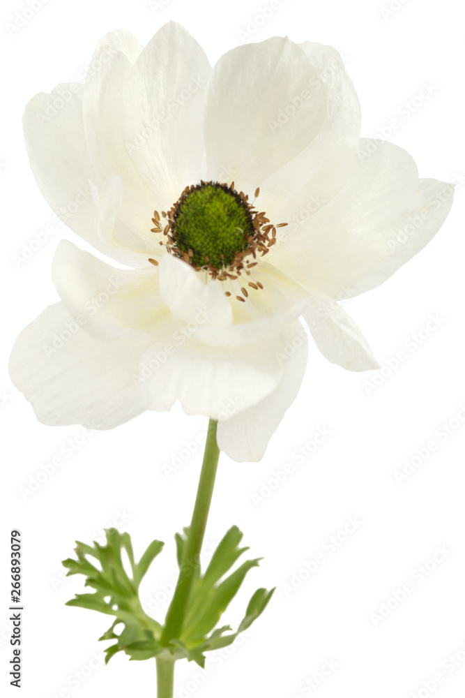 Fototapeta premium White flower of anemone, isolated on white background