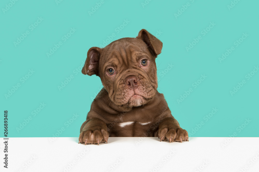 Cute old english bulldog puppy holding a white board looking at camera on a blue background