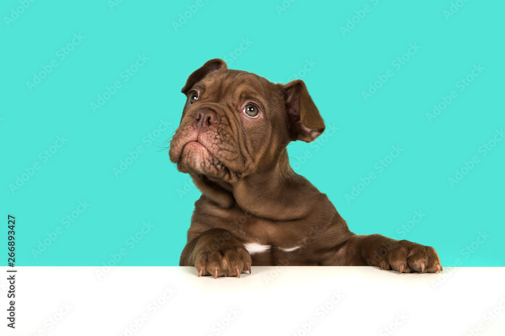Cute old english bulldog puppy with paws on a white table looking up on a blue background