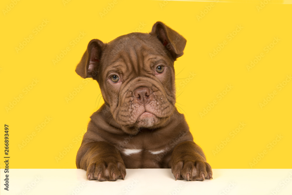 Cute old english bulldog puppy holding a white board looking at camera on a yellow background